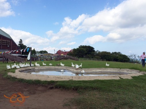 Mother Farm Duck March - アヒルの大行進