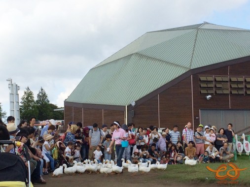 Mother Farm Duck March - アヒルの大行進