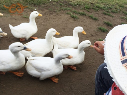 Mother Farm Duck March - アヒルの大行進