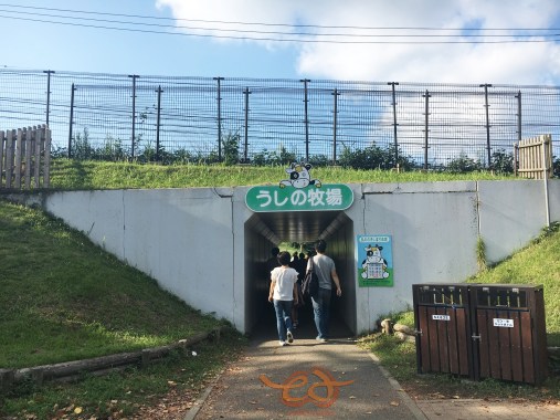 Mother Farm Cow Milking マザー牧場 牛の乳搾り