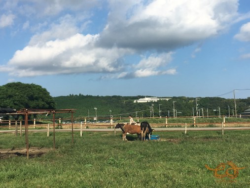 Mother Farm Cow Milking マザー牧場 牛の乳搾り