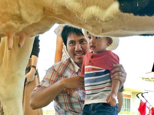 Mother Farm Cow Milking マザー牧場 牛の乳搾り