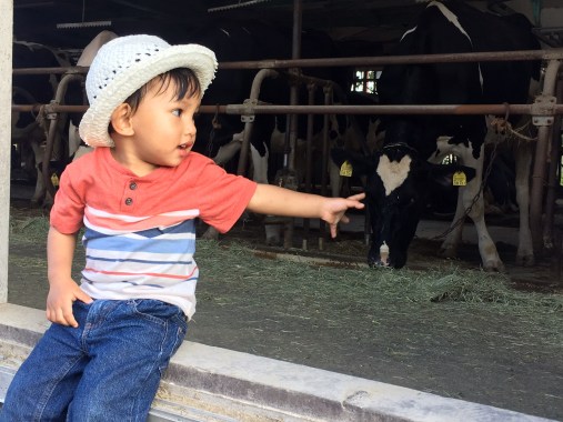 Mother Farm Cow Milking マザー牧場 牛の乳搾り